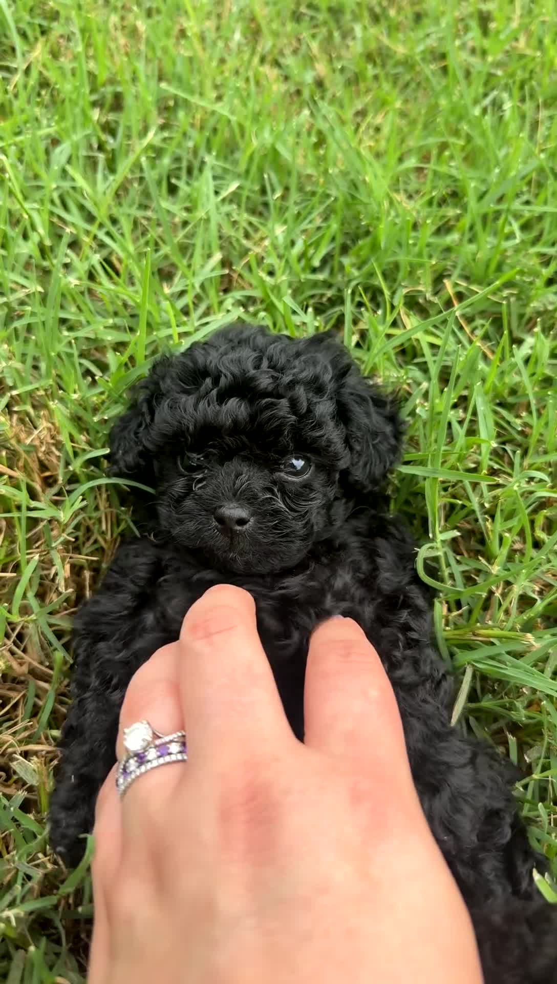 Toy Poodle dogs for sale: Anton - Video 2