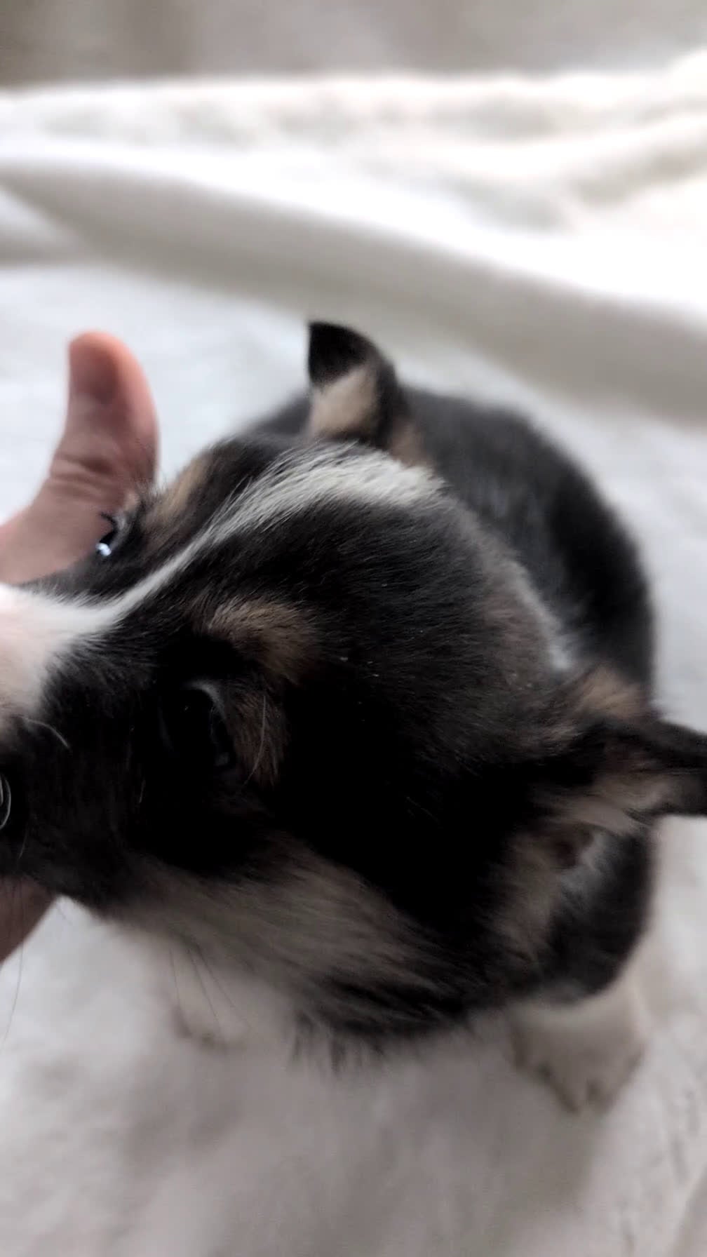 Welsh Corgi Pembroke dogs for sale: Nash - Video 1