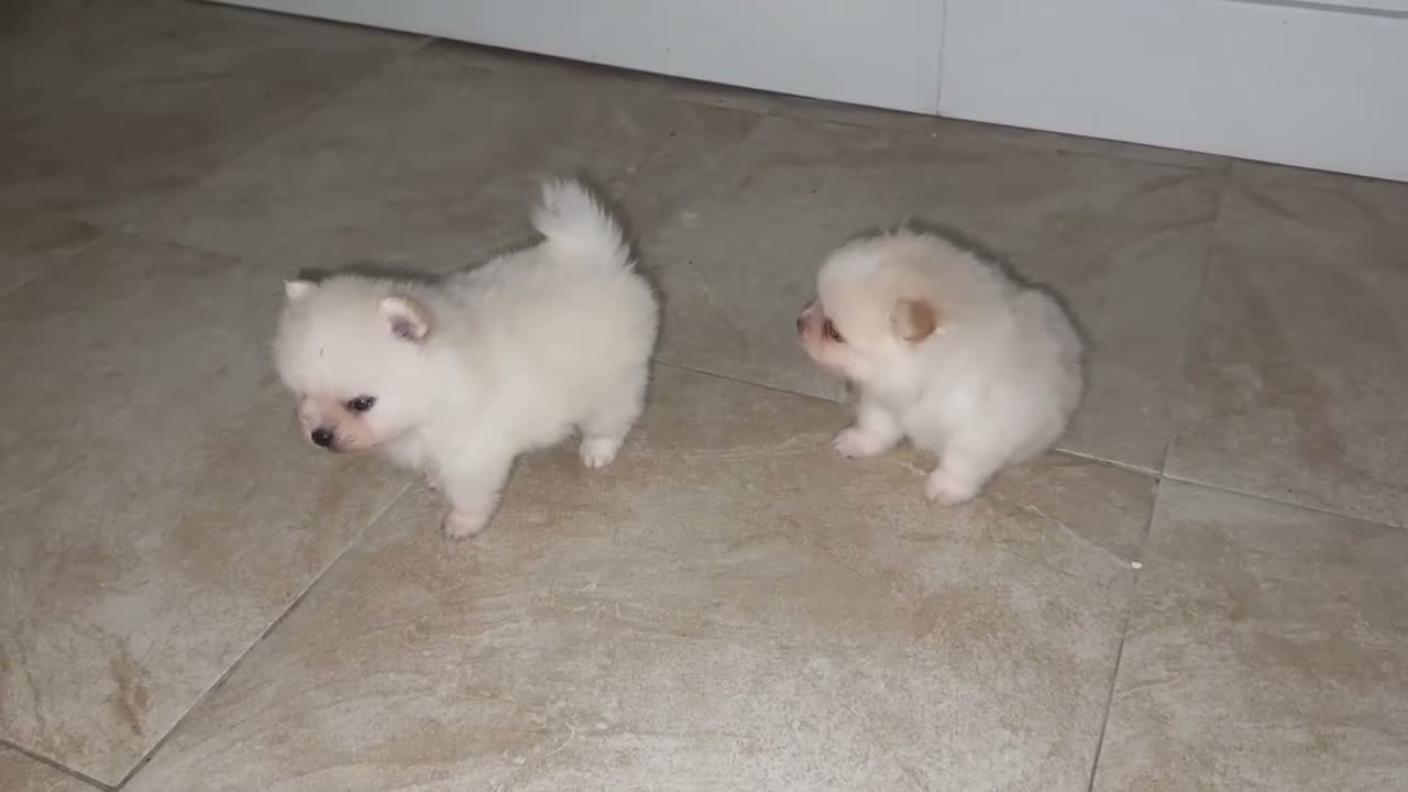 Pomeranian dogs for sale: Paris - Video 1