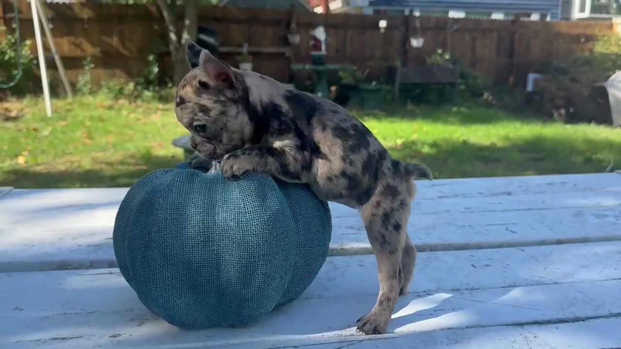French Bulldog dogs for sale: Misti - Video 1