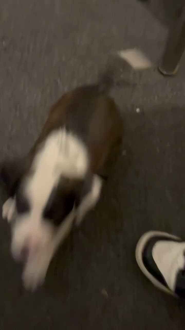 Mixed Breed dogs for sale: Mixed Breed 1 - Video 2