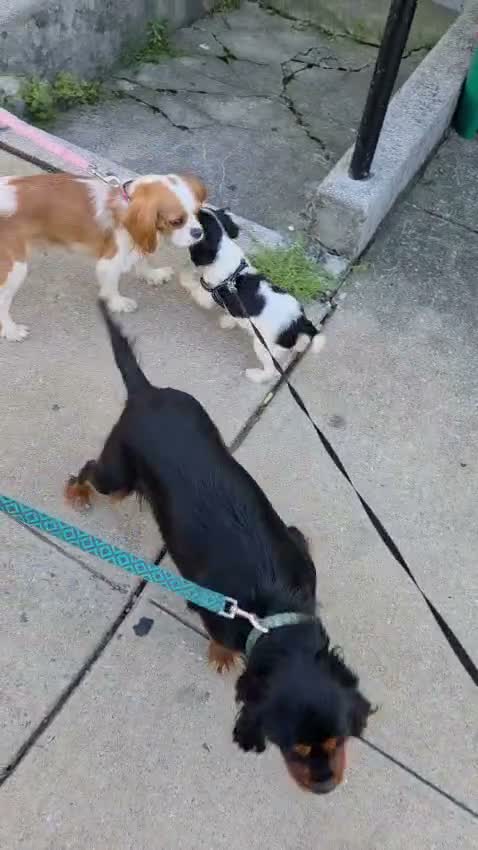 Cavalier King Charles Spaniel dogs for sale: Cavalier King Charles Spaniel 1 - Video 1