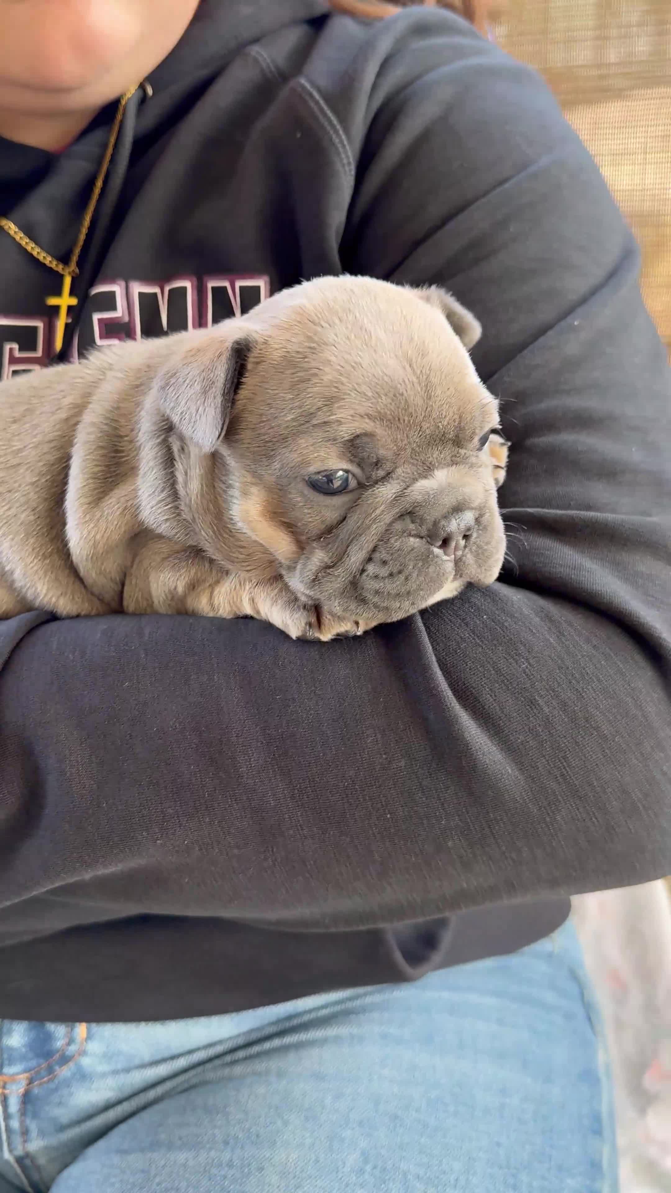 Frenchton dogs for sale: Frenchton Puppy 1. (Leo) - Video 1
