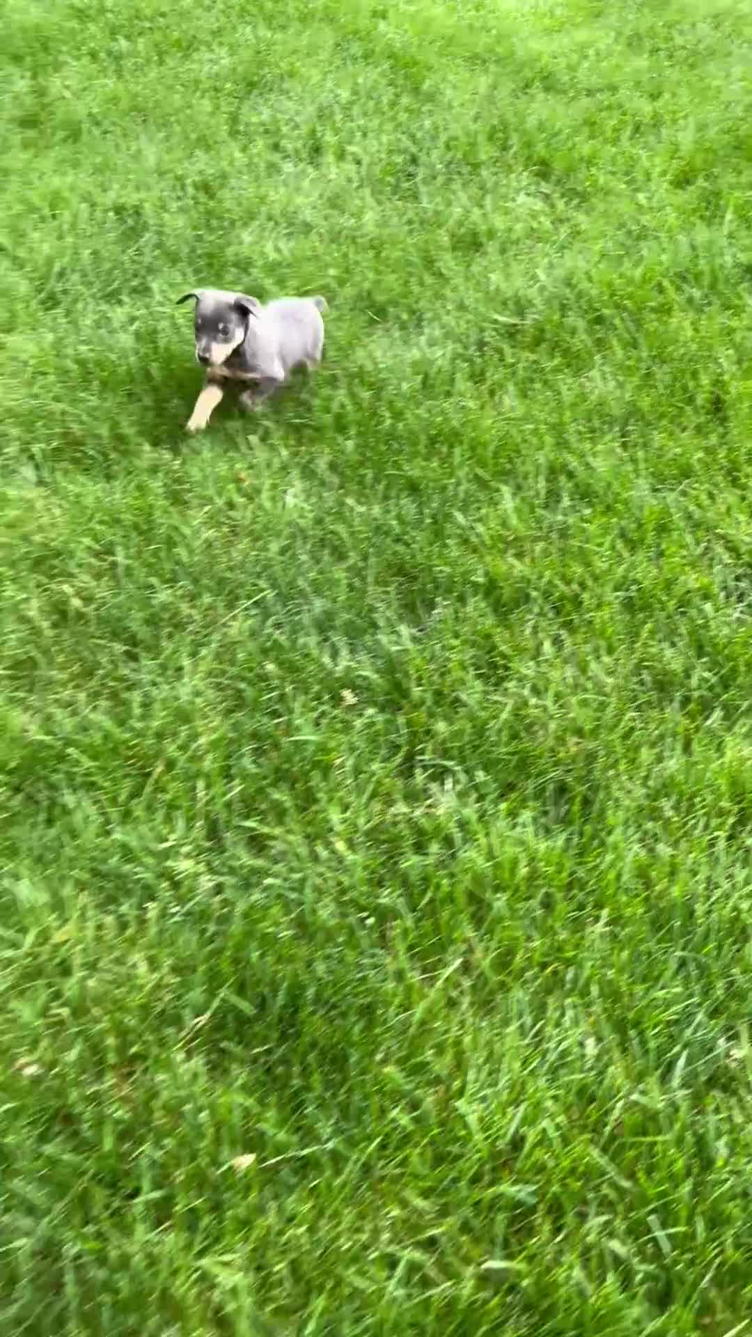 Miniature Pinscher dogs for sale: Caden - Video 1