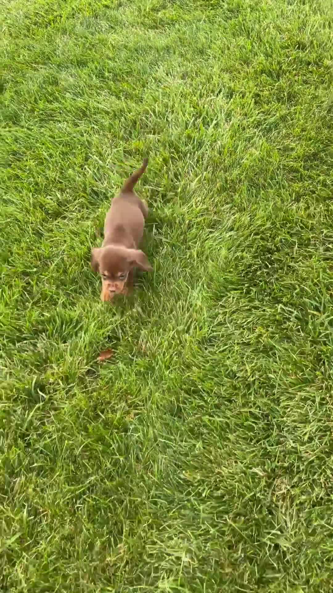 Beaglier dogs for sale: Robin - Video 1