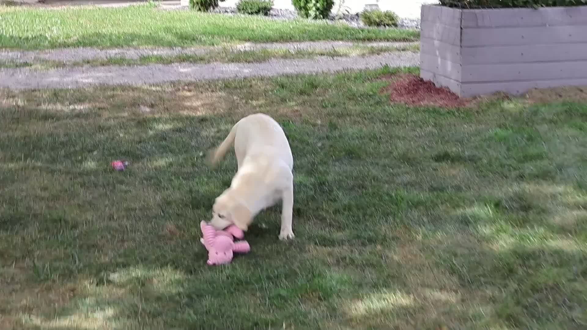 Labrador Retriever dogs for sale: Silvermist - Video 2
