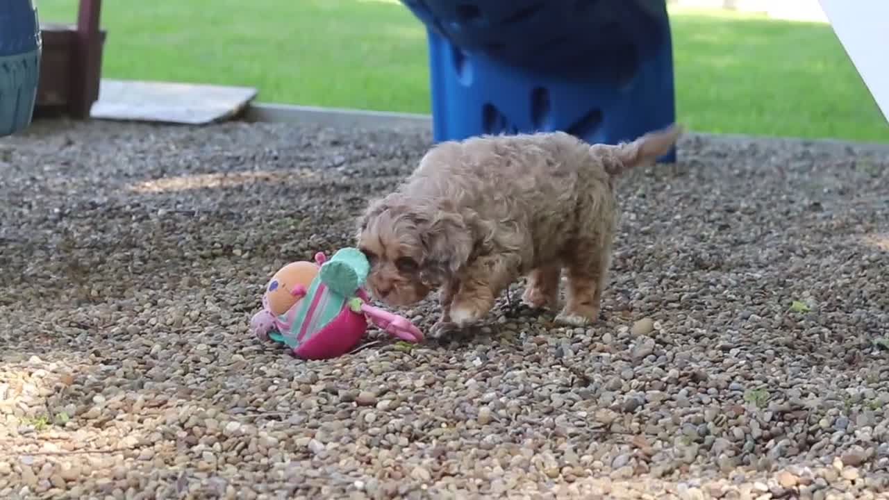 Cavapoo dogs for sale: Teddy - Video 2