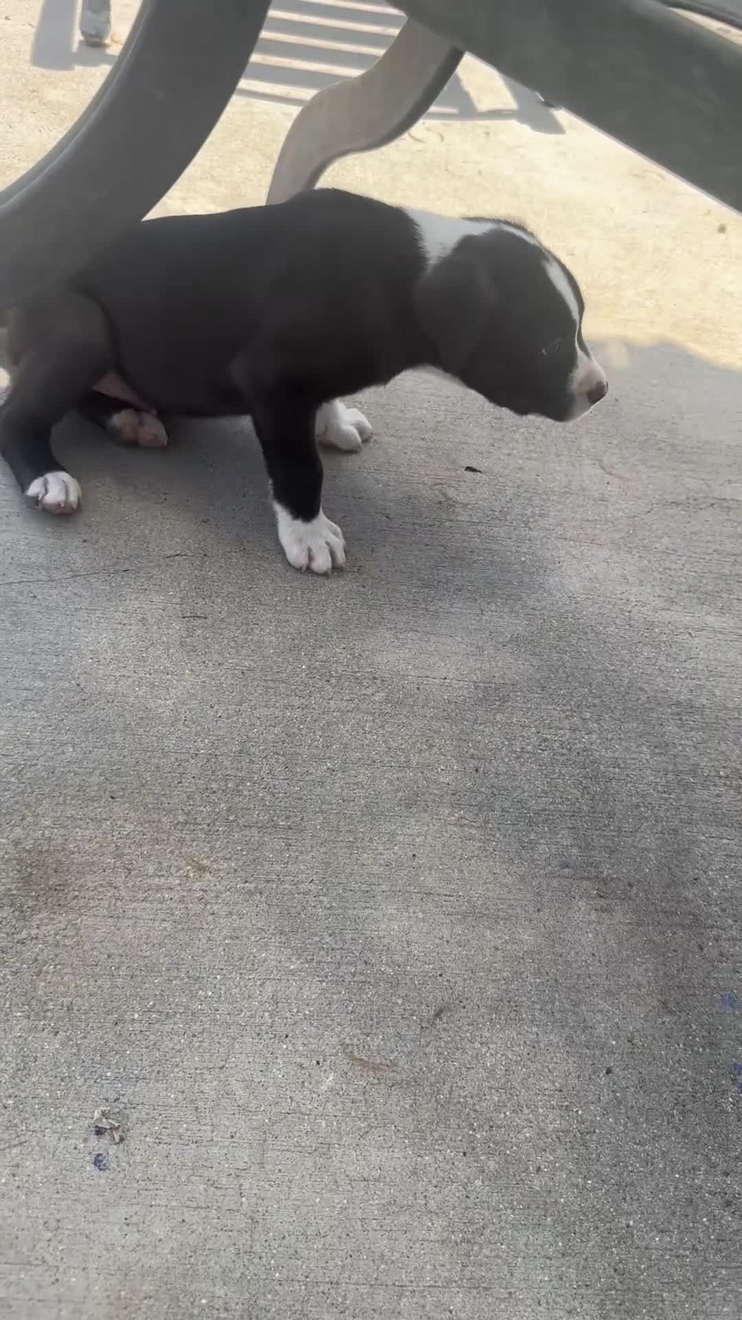 Mixed Breed dogs for sale: Male 1 - Video 4
