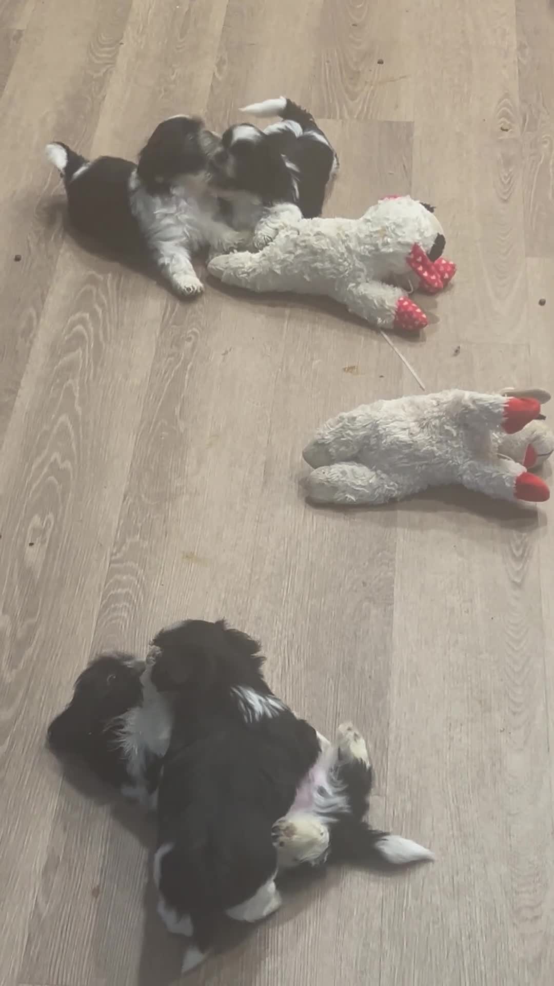 Shih Tzu dogs for sale: Shih Tzu 1 - Video 2