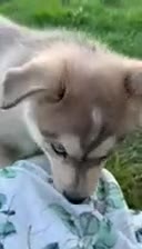 Pomsky dogs for sale: Penny - Video 1