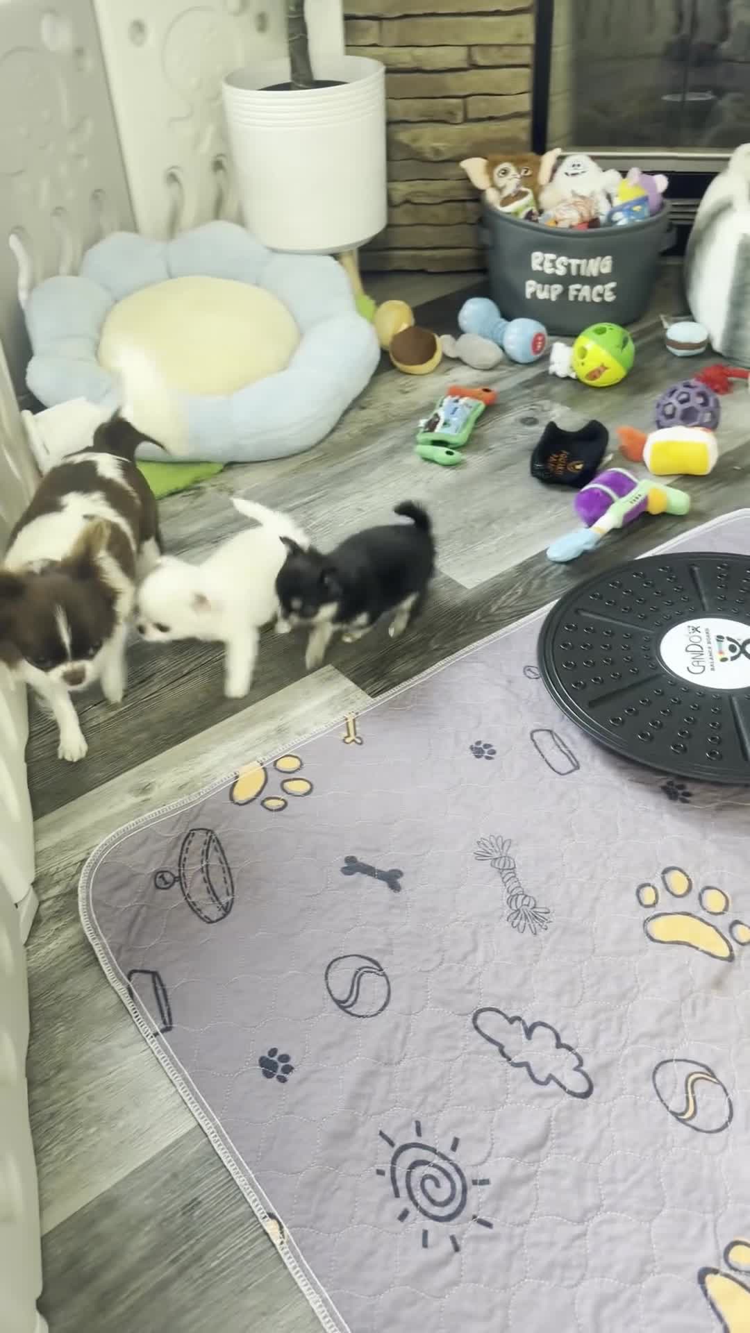 Chihuahua dogs for sale: Yuna - Video 1