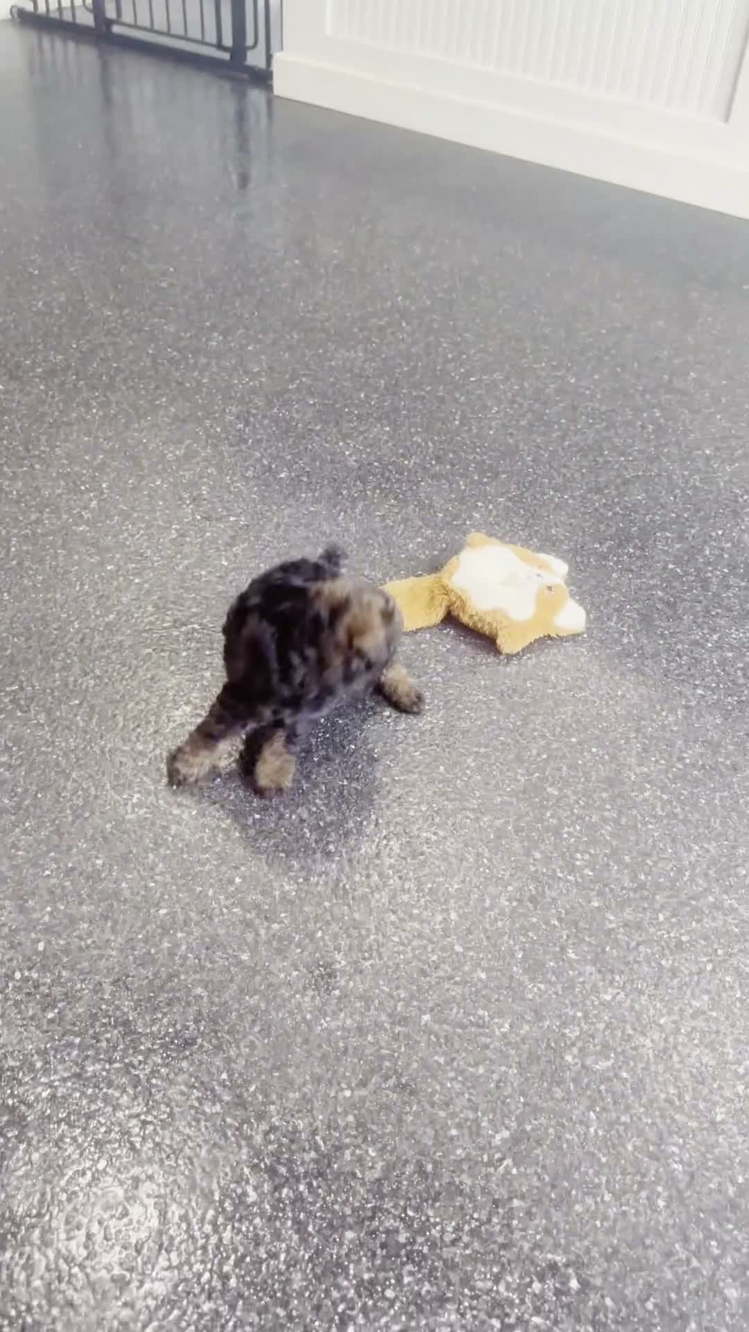 Toy Poodle dogs for sale: Dannie - Video 1