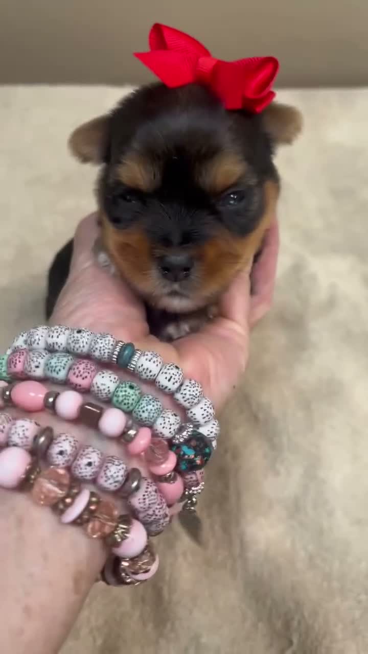 Yorkshire Terrier dogs for sale: Peyton - Video 1