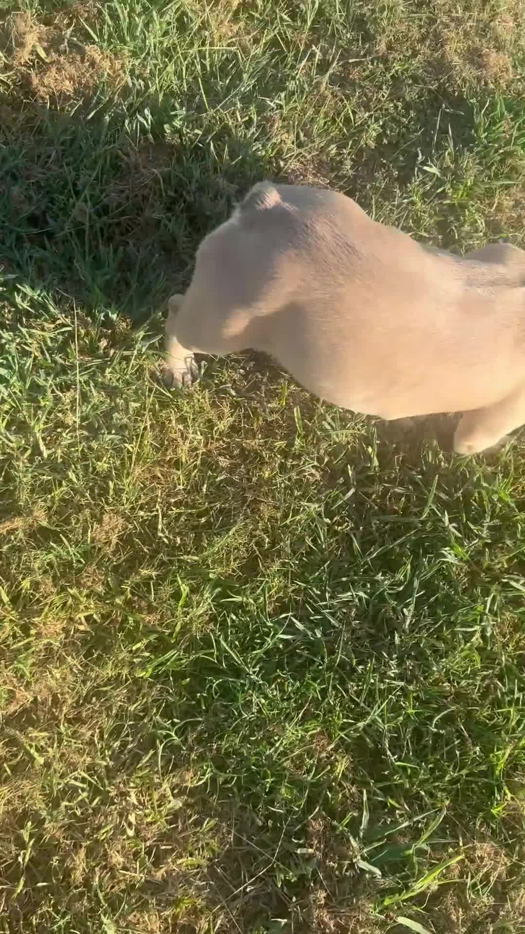 French Bulldog dogs for sale: Liberty - Video 1