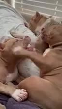 American Bully dogs for sale: American Bully 2 - Video 2