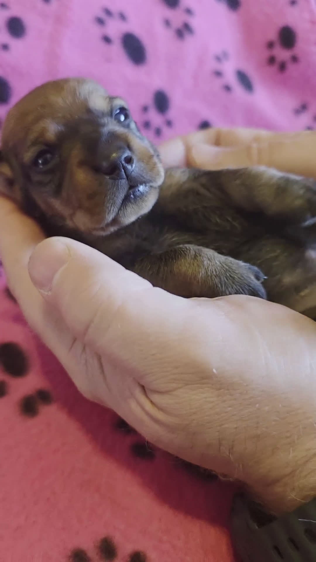 Miniature Dachshund dogs for sale: Fred - Video 3