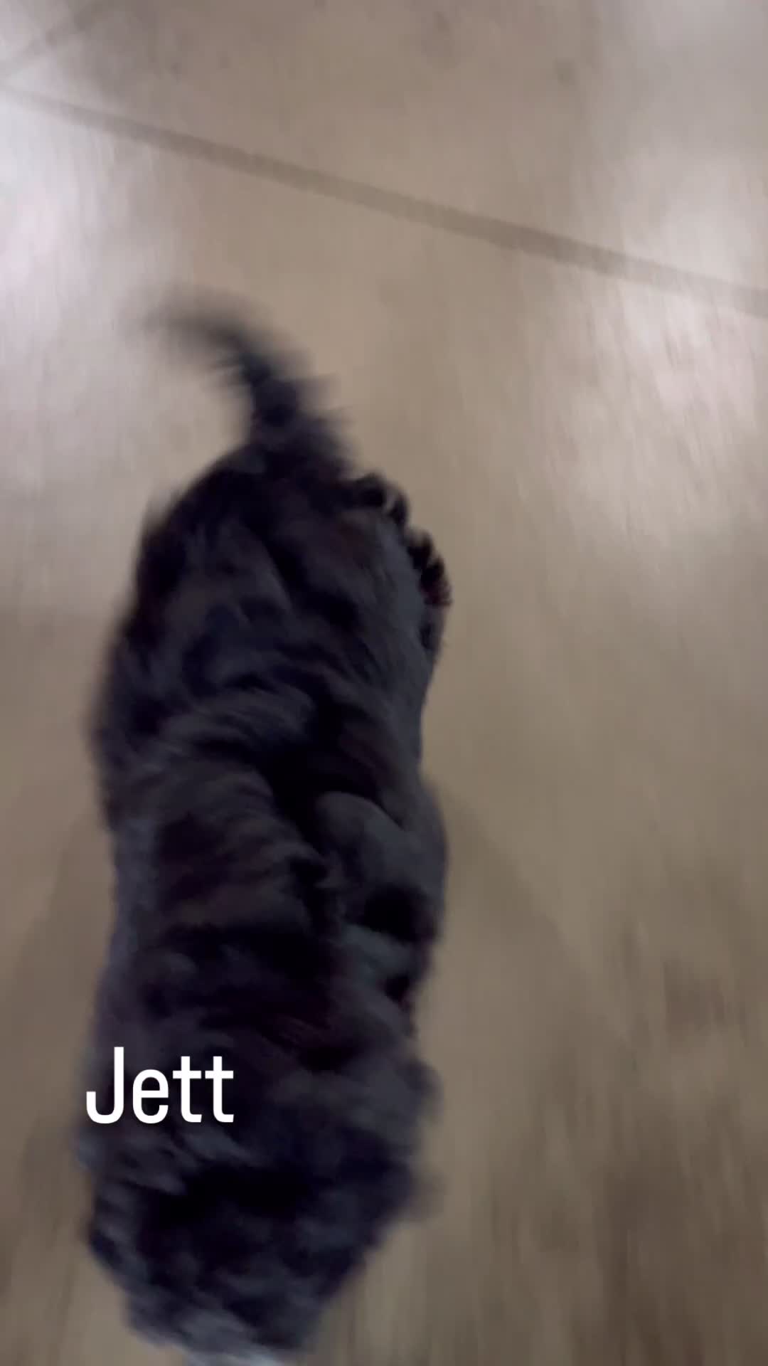 Shihpoo dogs for sale: Jett - Video 1
