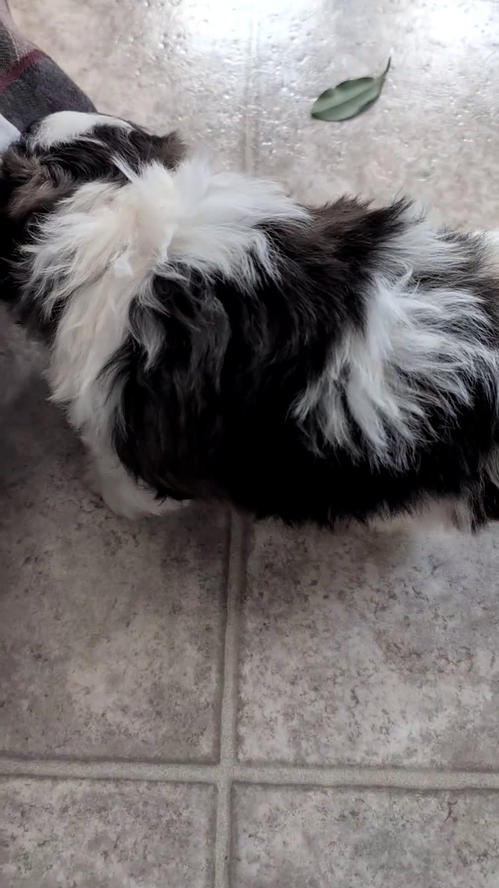 Teddy Bear dogs for sale: Ivy - Video 1
