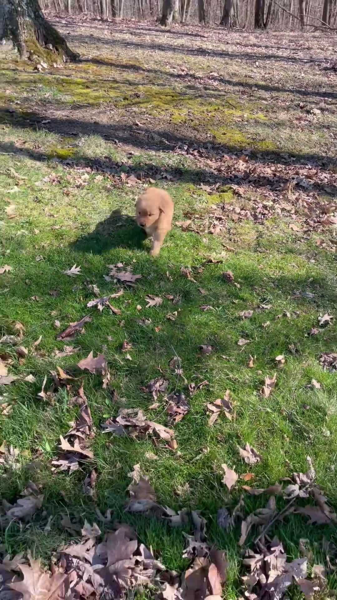 Golden Retriever dogs for sale: Duke - Video 3