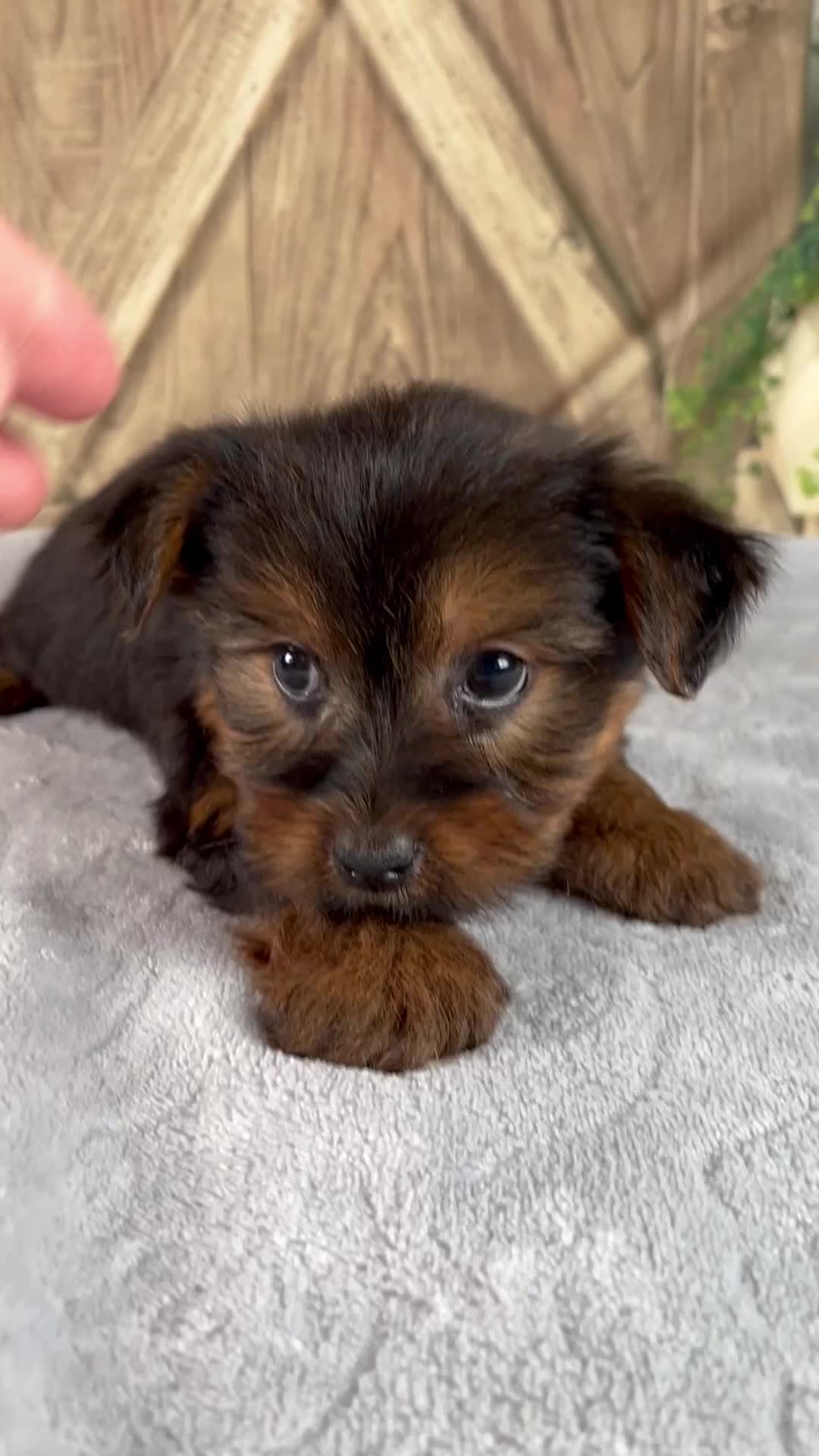 Yorkshire Terrier dogs for sale: Fern - Video 1