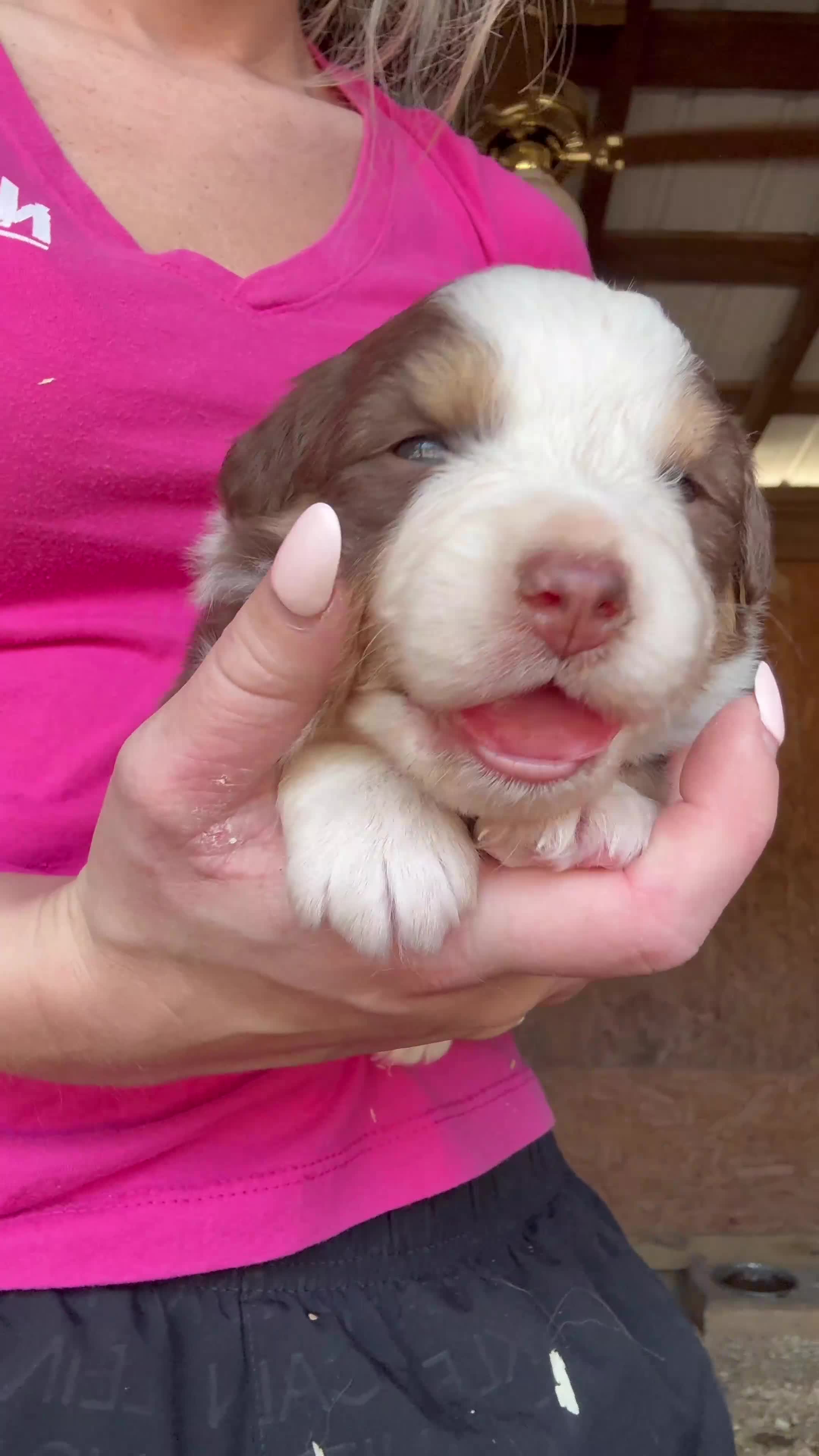 Australian Shepherd dogs for sale: Lucy - Video 1