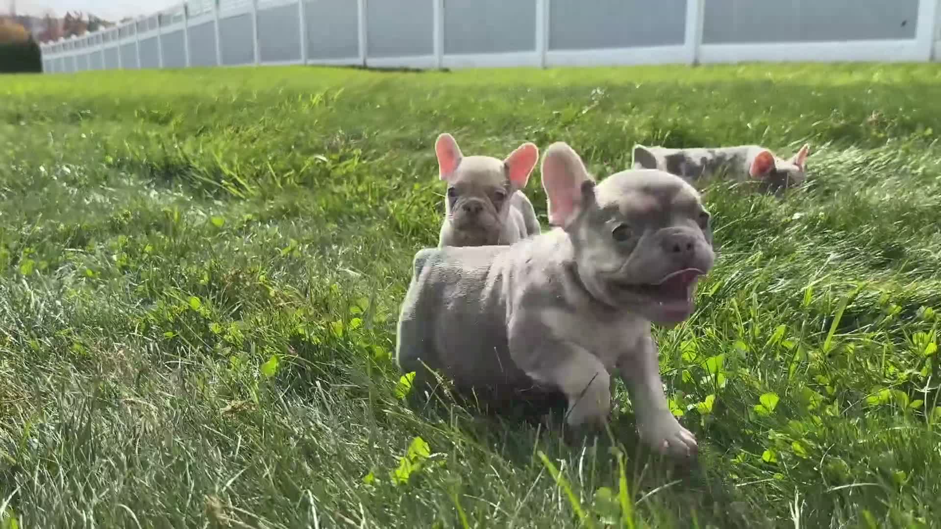 French Bulldog dogs for sale: Rocco - Video 1
