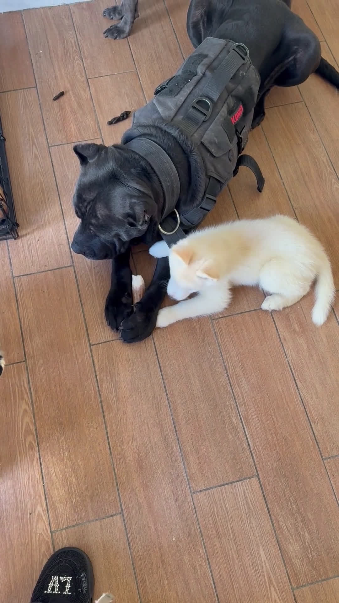 Siberian Husky dogs for sale: Siberian Husky Puppy 1 - Video 3