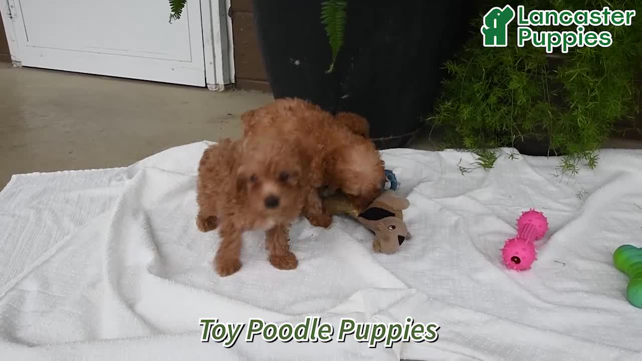 Toy Poodle dogs for sale: Maggie - Video 1
