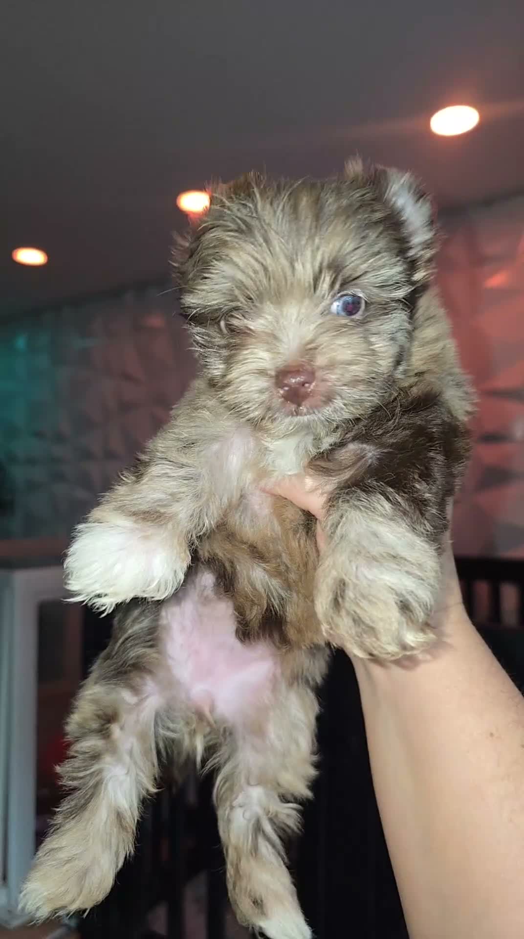 Yorkshire Terrier dogs for sale: Princes Luna by Biewerlux  - Video 1