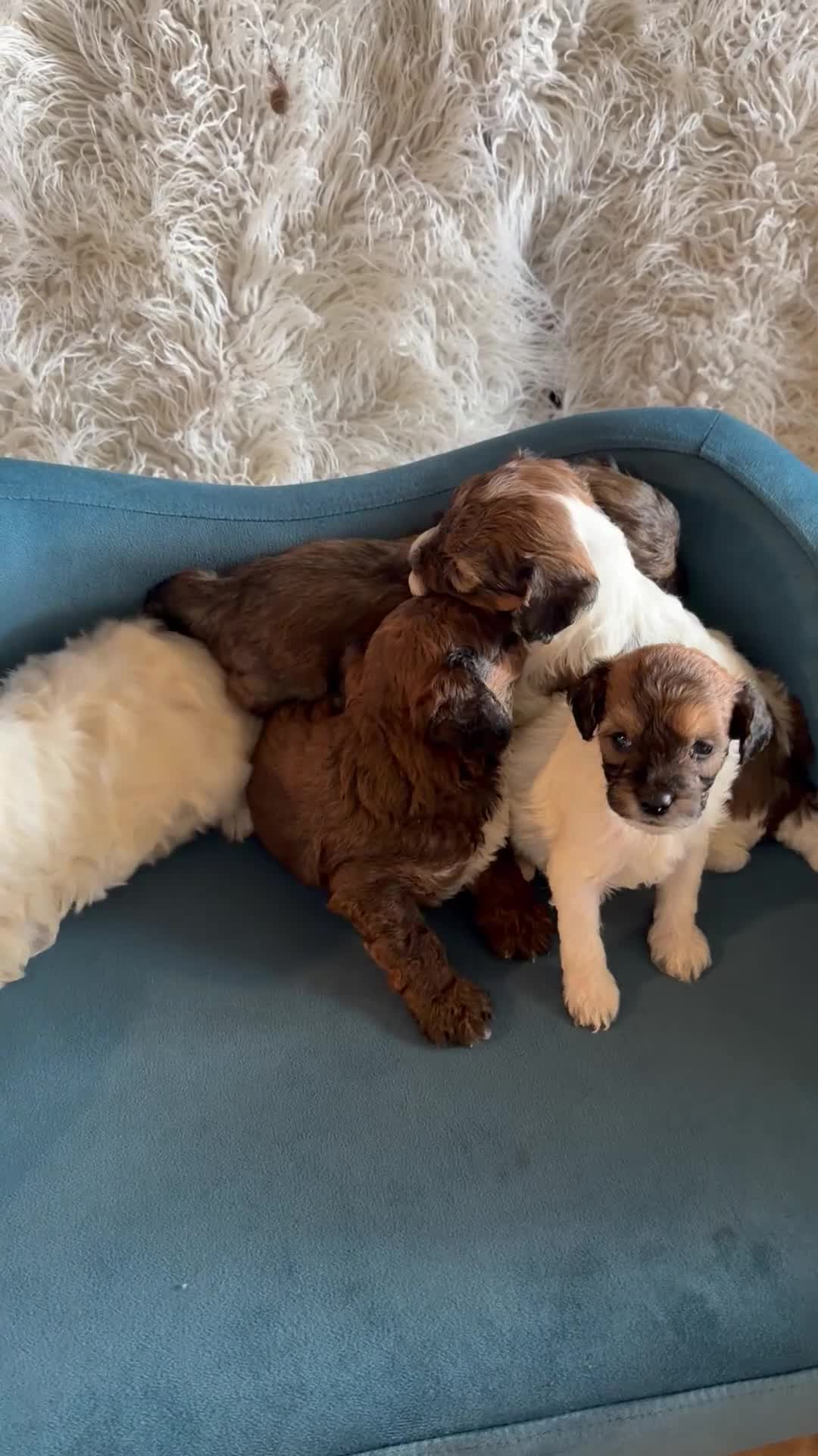 Lhasapoo dogs for sale: Lil’ Lylez - Video 2