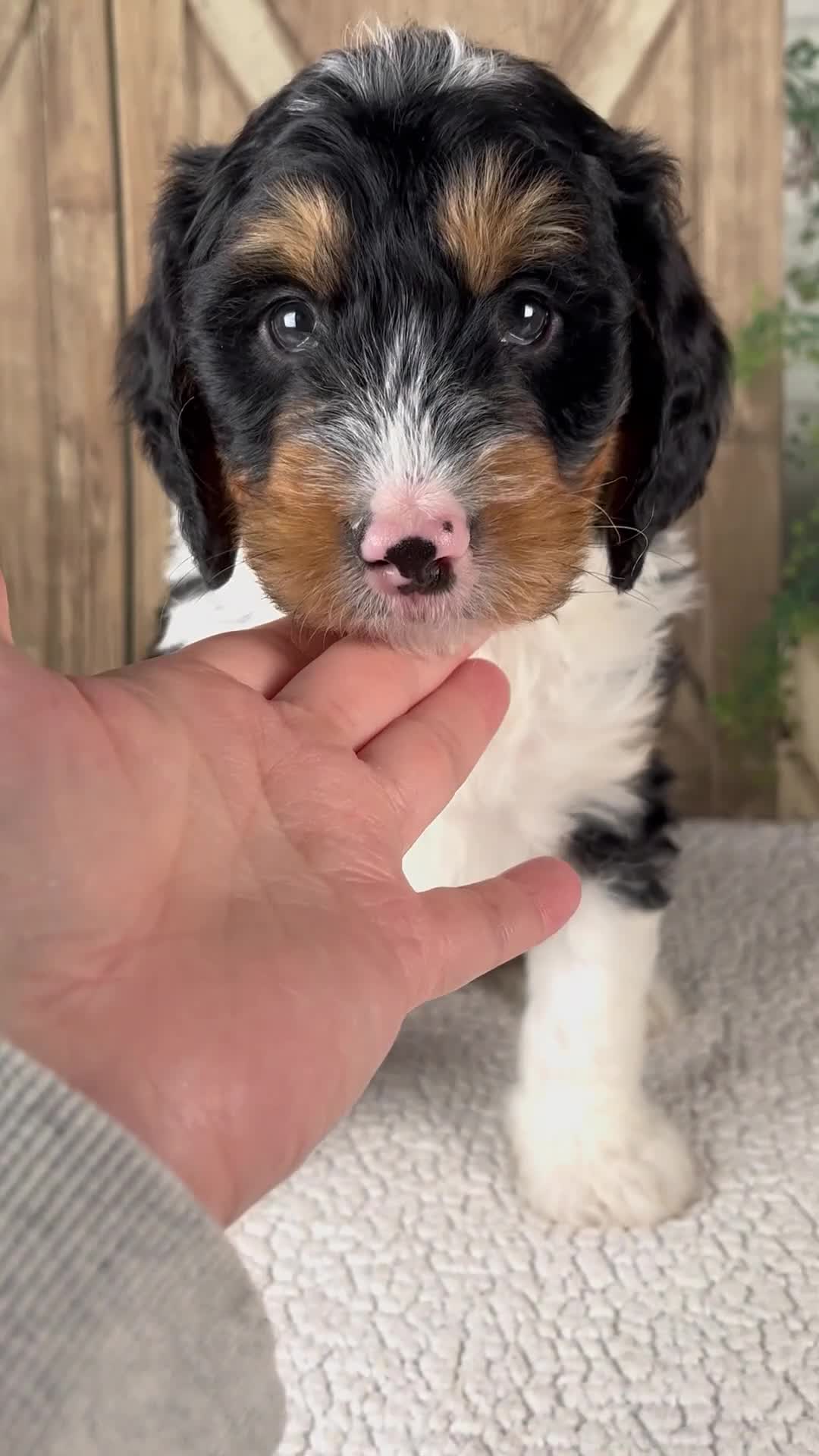 Mini Bernedoodle dogs for sale: Tobias - Video 1