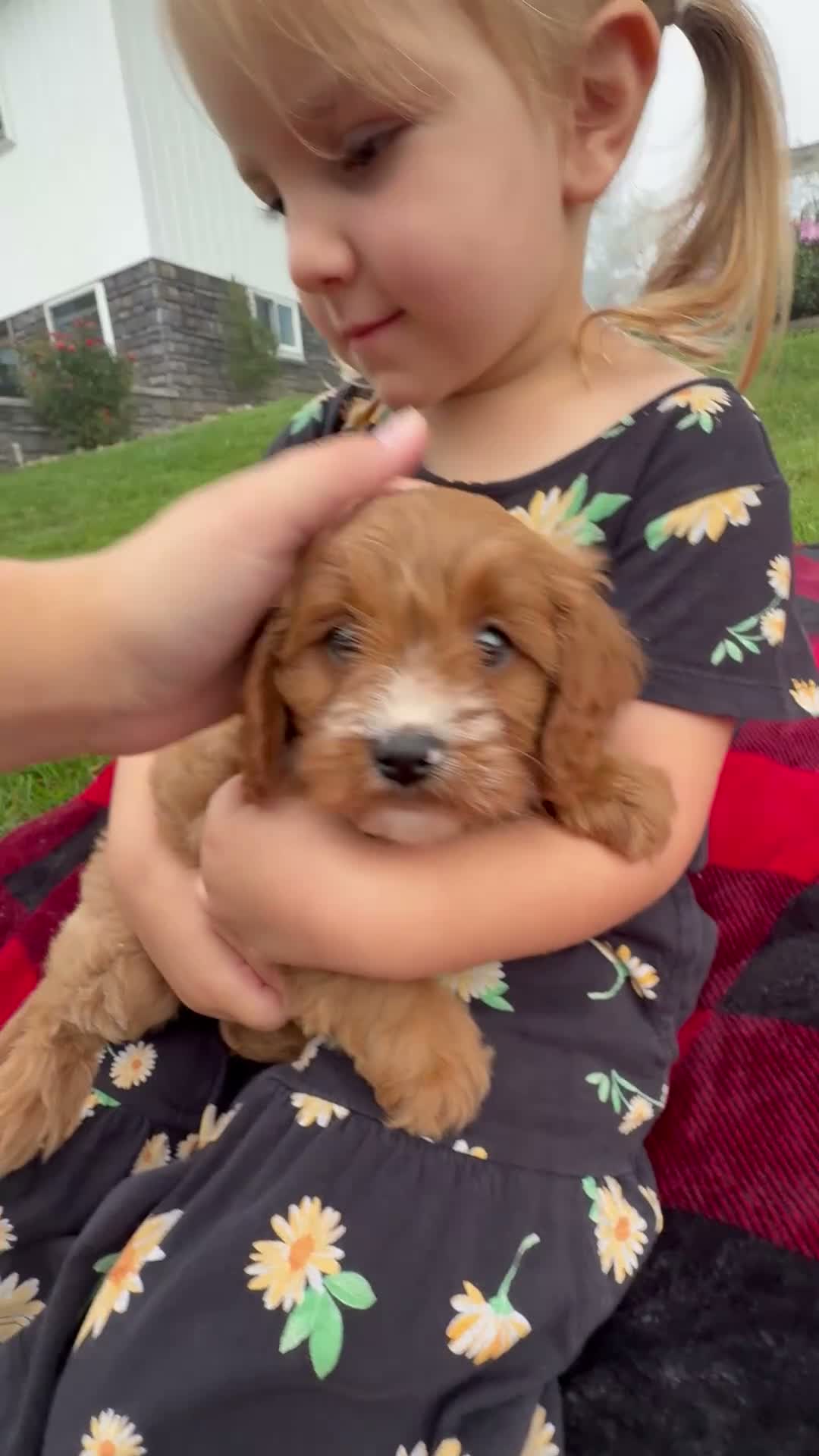 Cavapoo dogs for sale: Tessa - Video 1