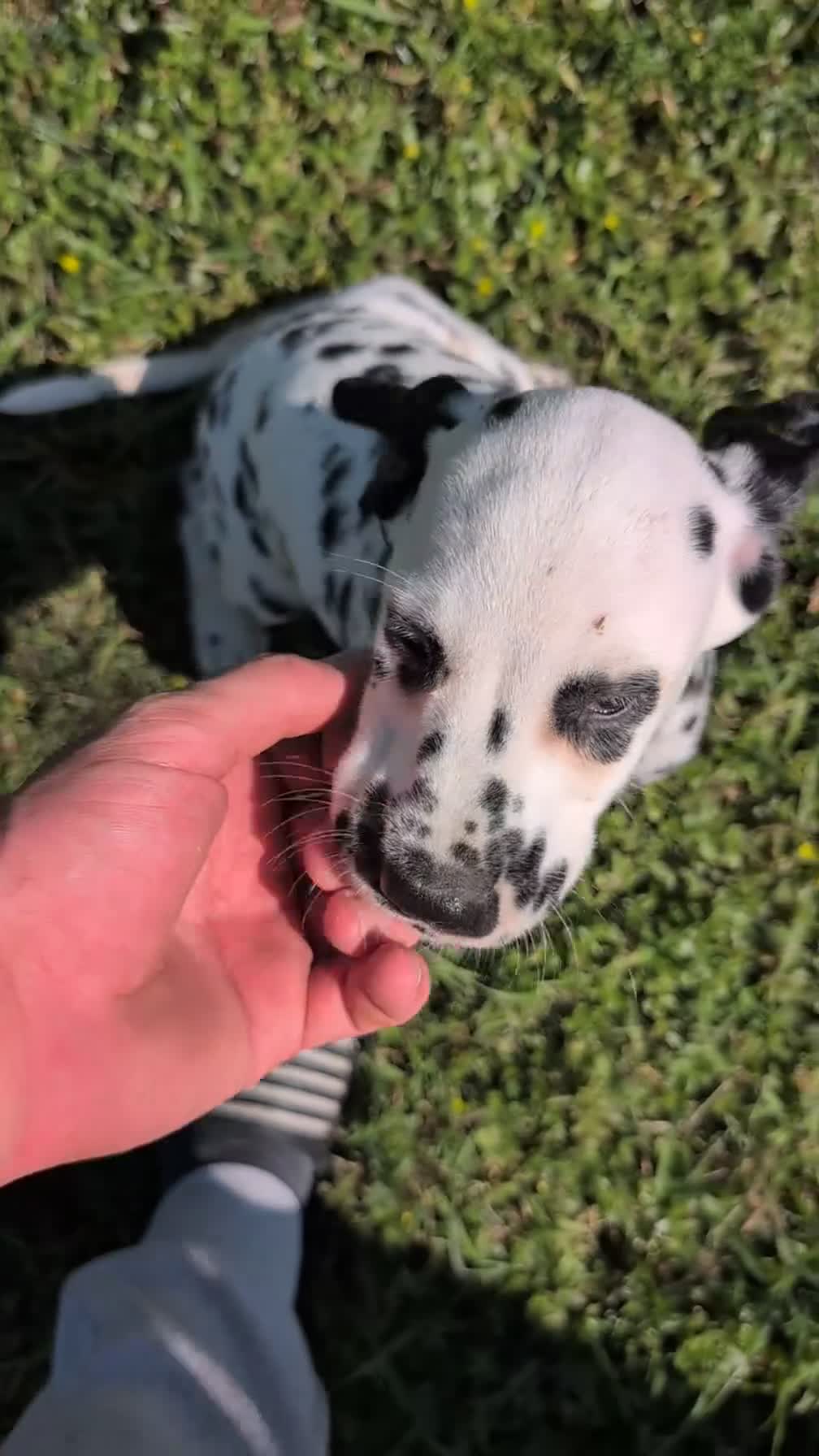 Dalmatian dogs for sale: Layla - Video 1