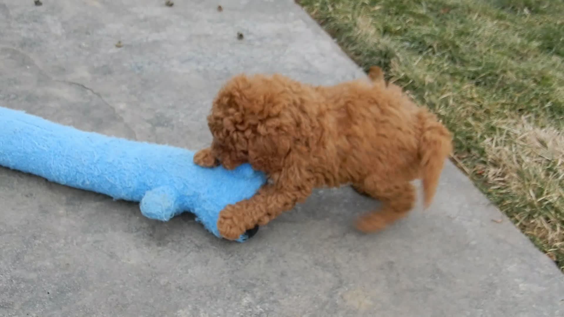 Mini Goldendoodle dogs for sale: Kole - Video 1