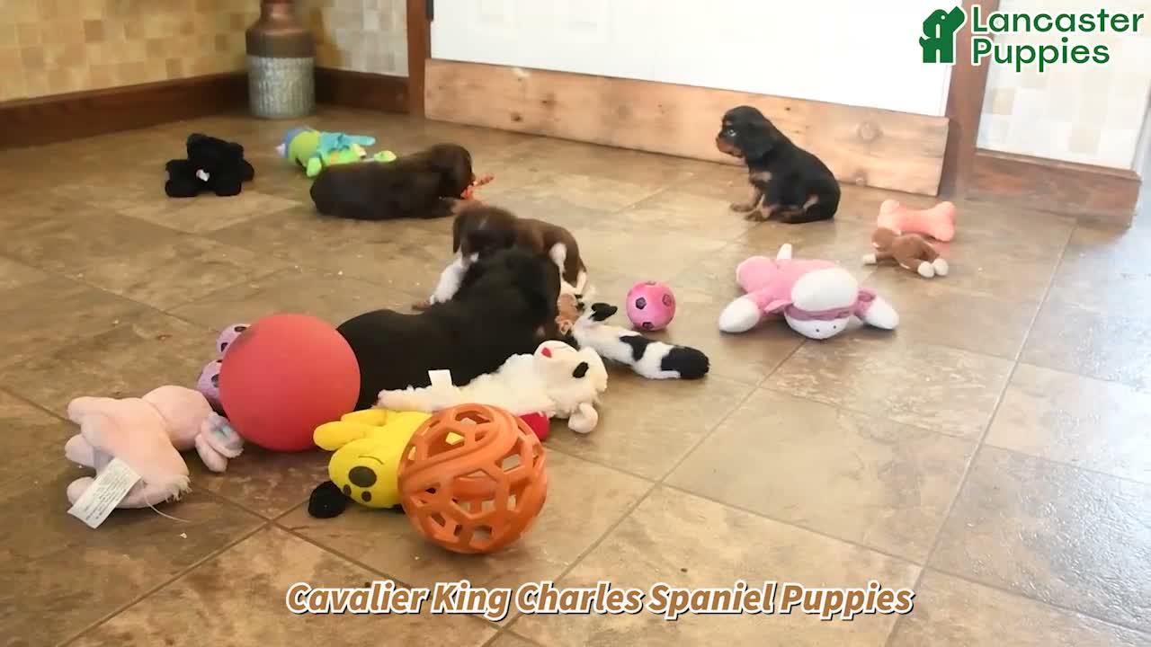 Cavalier King Charles Spaniel dogs for sale: Landon - Video 1
