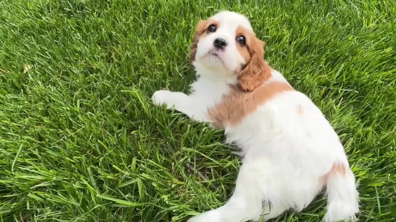 Cavalier King Charles Spaniel dogs for sale: Otis - Video 1