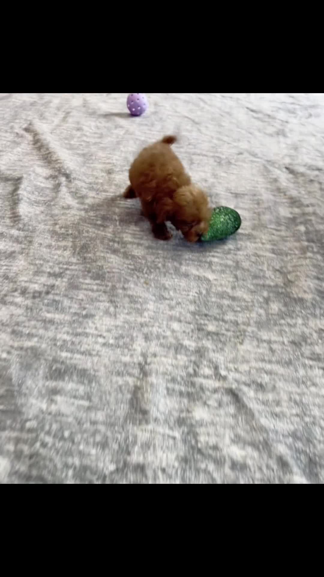 Maltipoo dogs for sale: Berribelle - Video 1