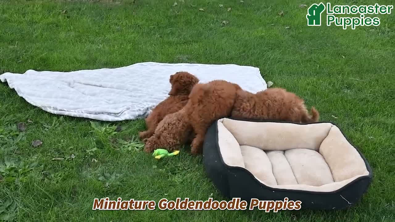Mini Goldendoodle dogs for sale: Abby - Video 1
