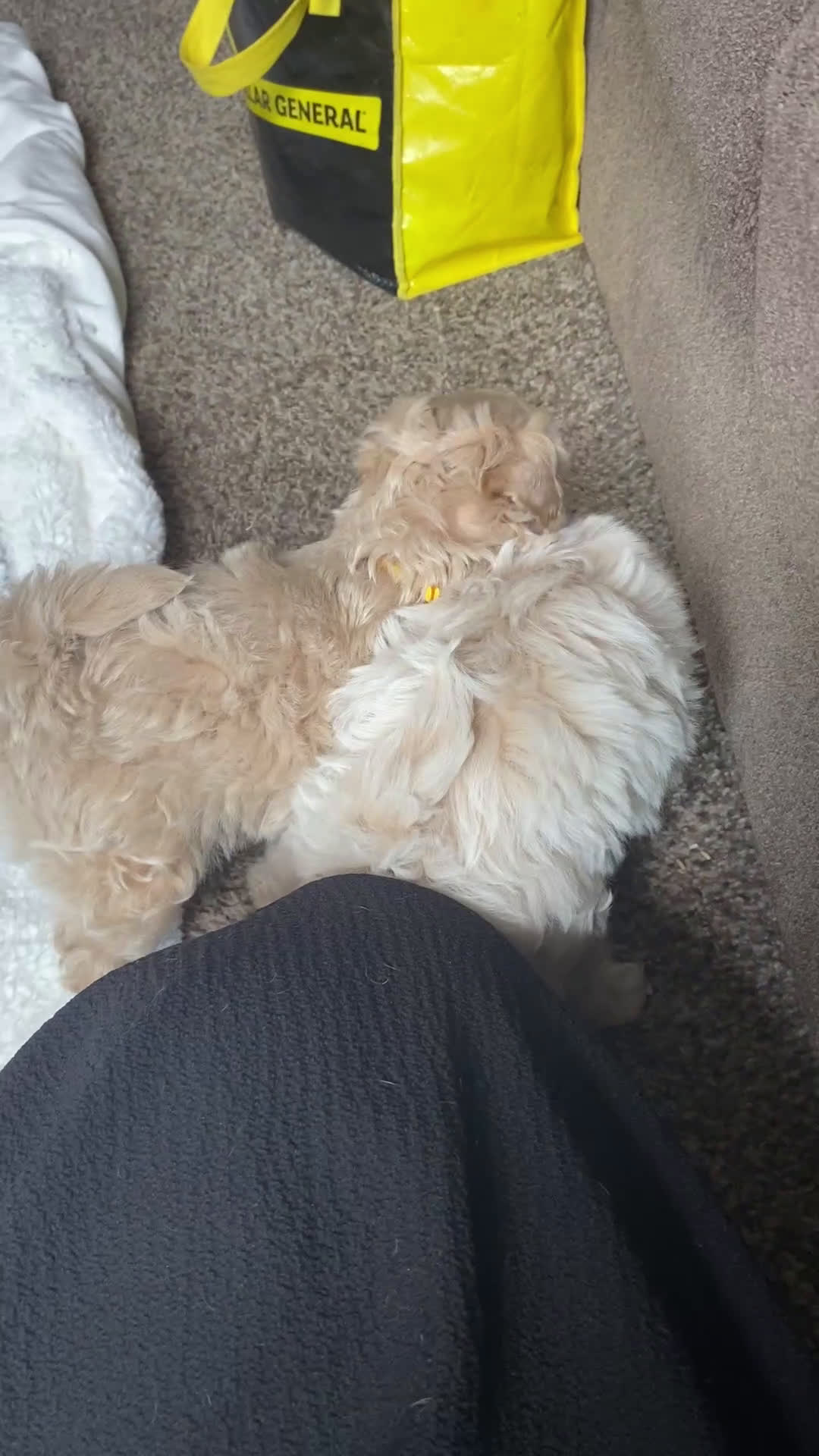 Maltipoo dogs for sale: ♥️LITTLE DARLING ♥️ - Video 3