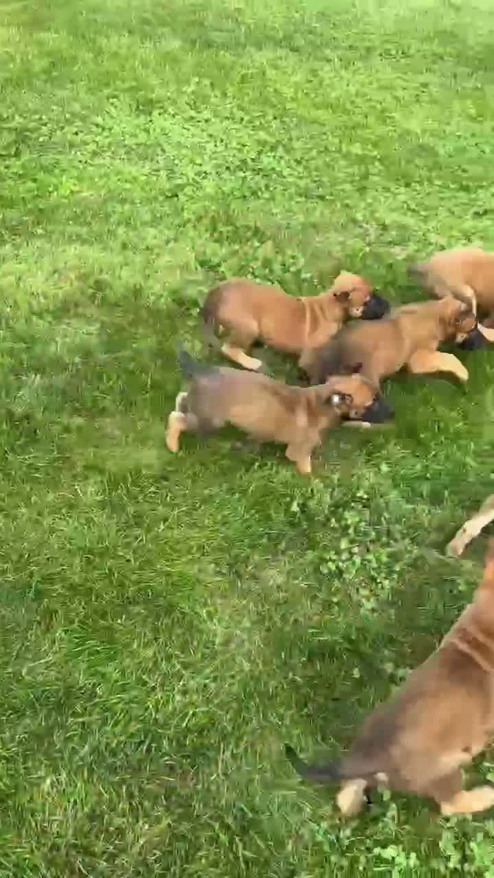 Belgian Malinois dogs for sale: Bronx - Video 1