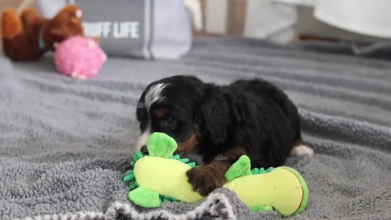 Mini Bernedoodle dogs for sale: Tulsi - Video 1