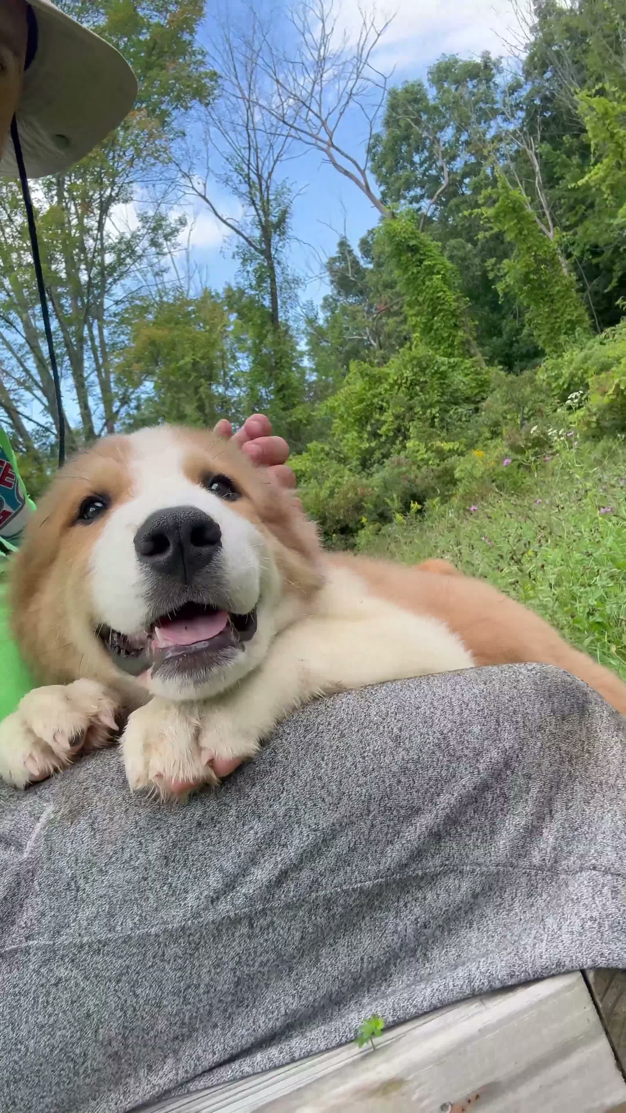 Mixed Breed dogs for sale: Mixed Breed 3 - Video 2