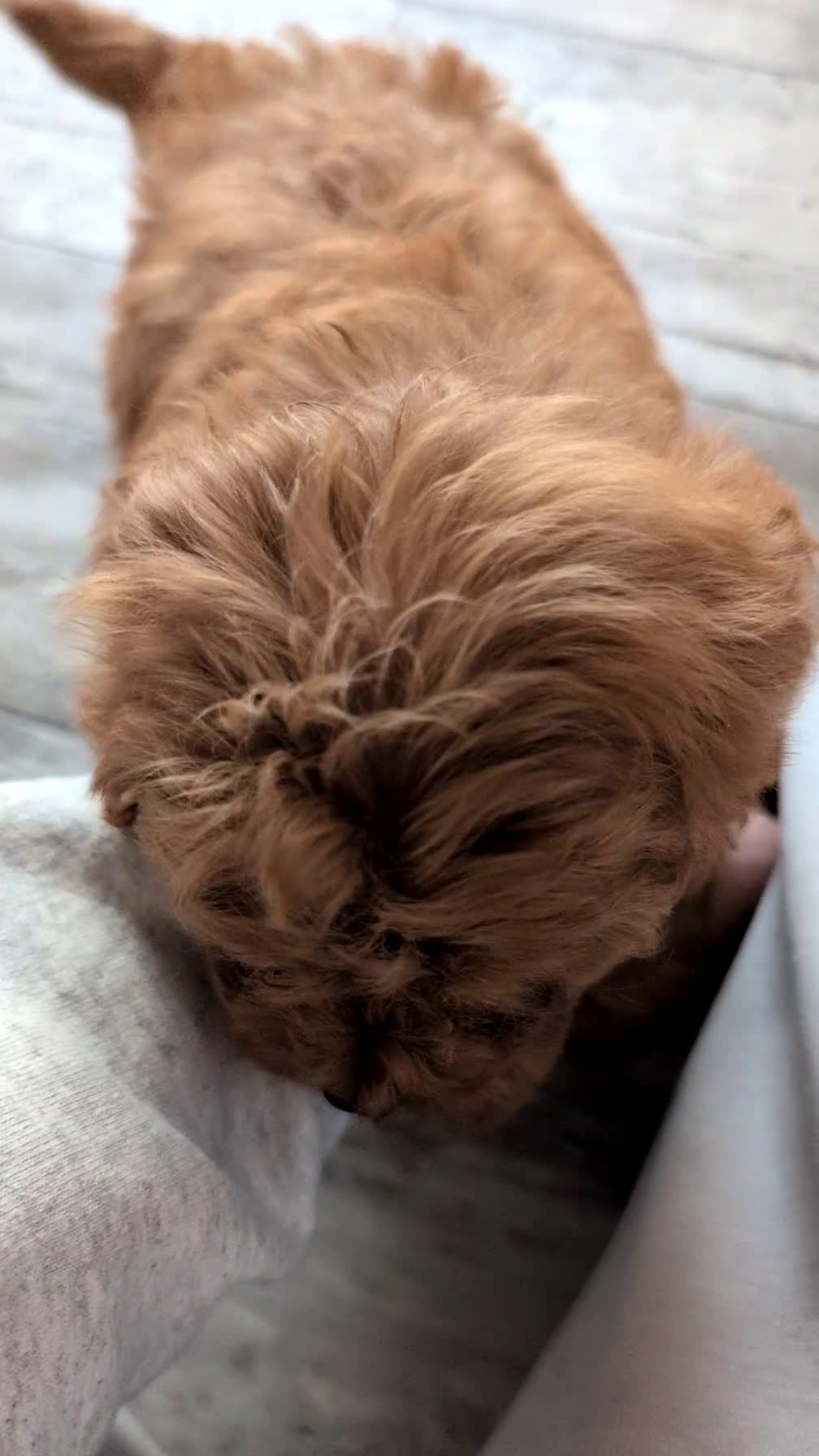 Cavapoo dogs for sale: Turbo  - Video 6