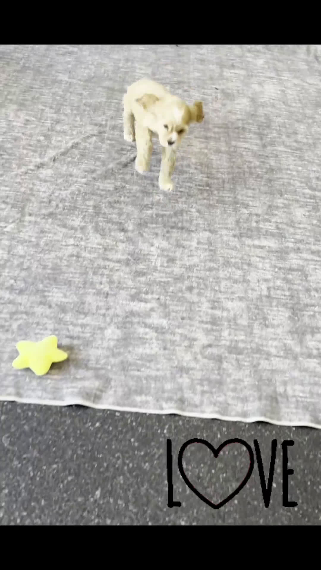 Cocker Spaniel dogs for sale: Bennie - Video 1