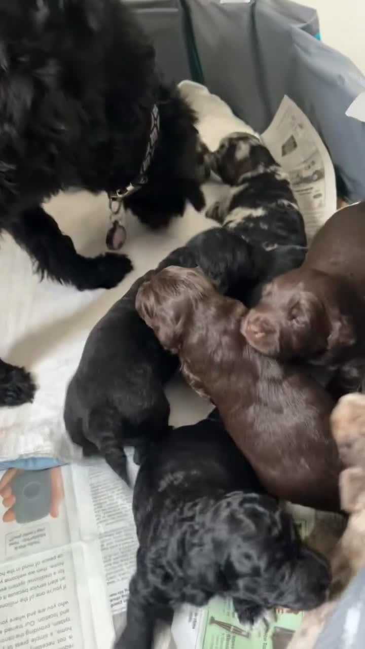 Labradoodle dogs for sale: Shadow - Video 1