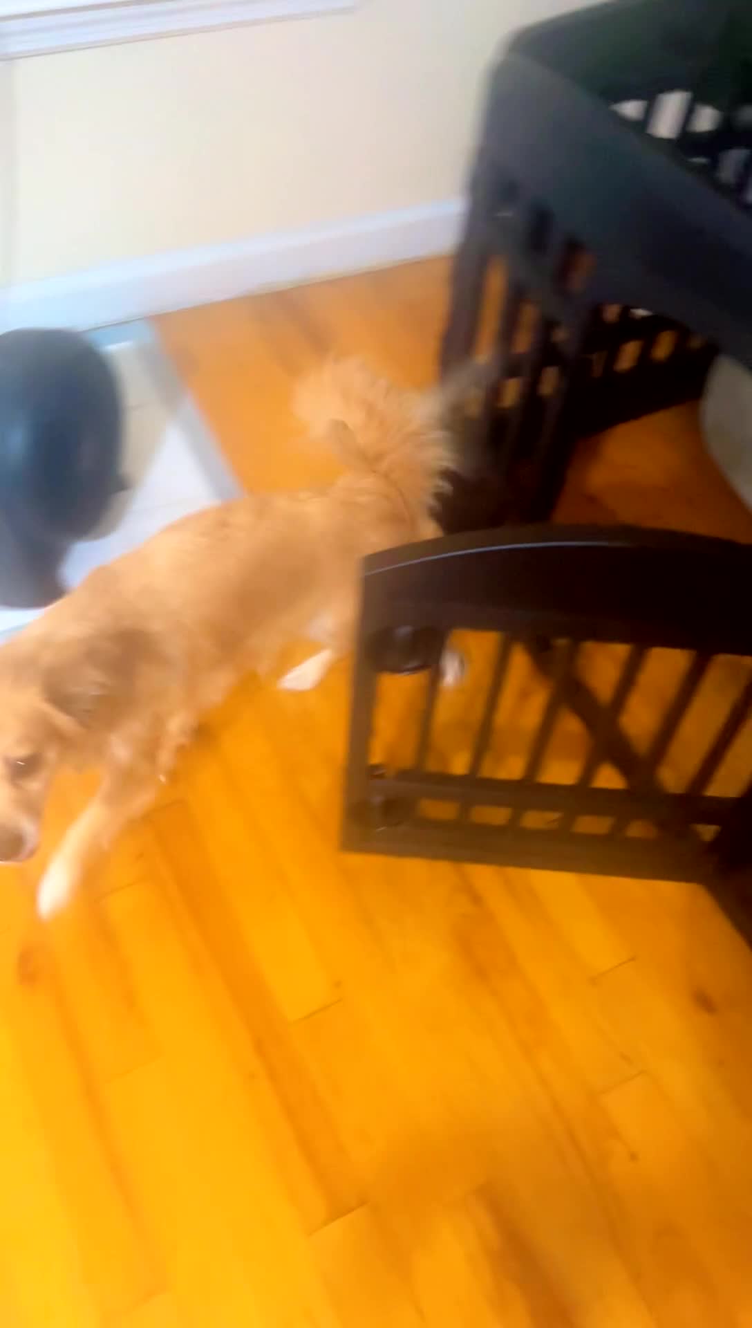 Pomchi dogs for sale: Pomchi 1 - Video 1