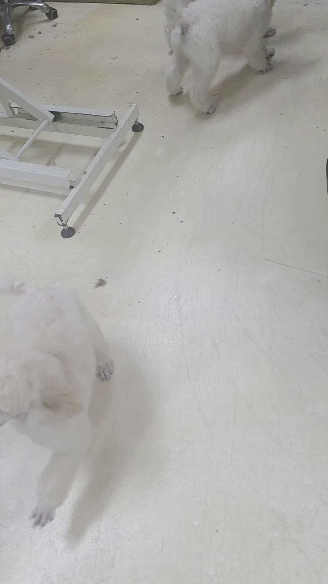 Standard Poodle dogs for sale: Standard Poodle Puppy 1 - Video 1