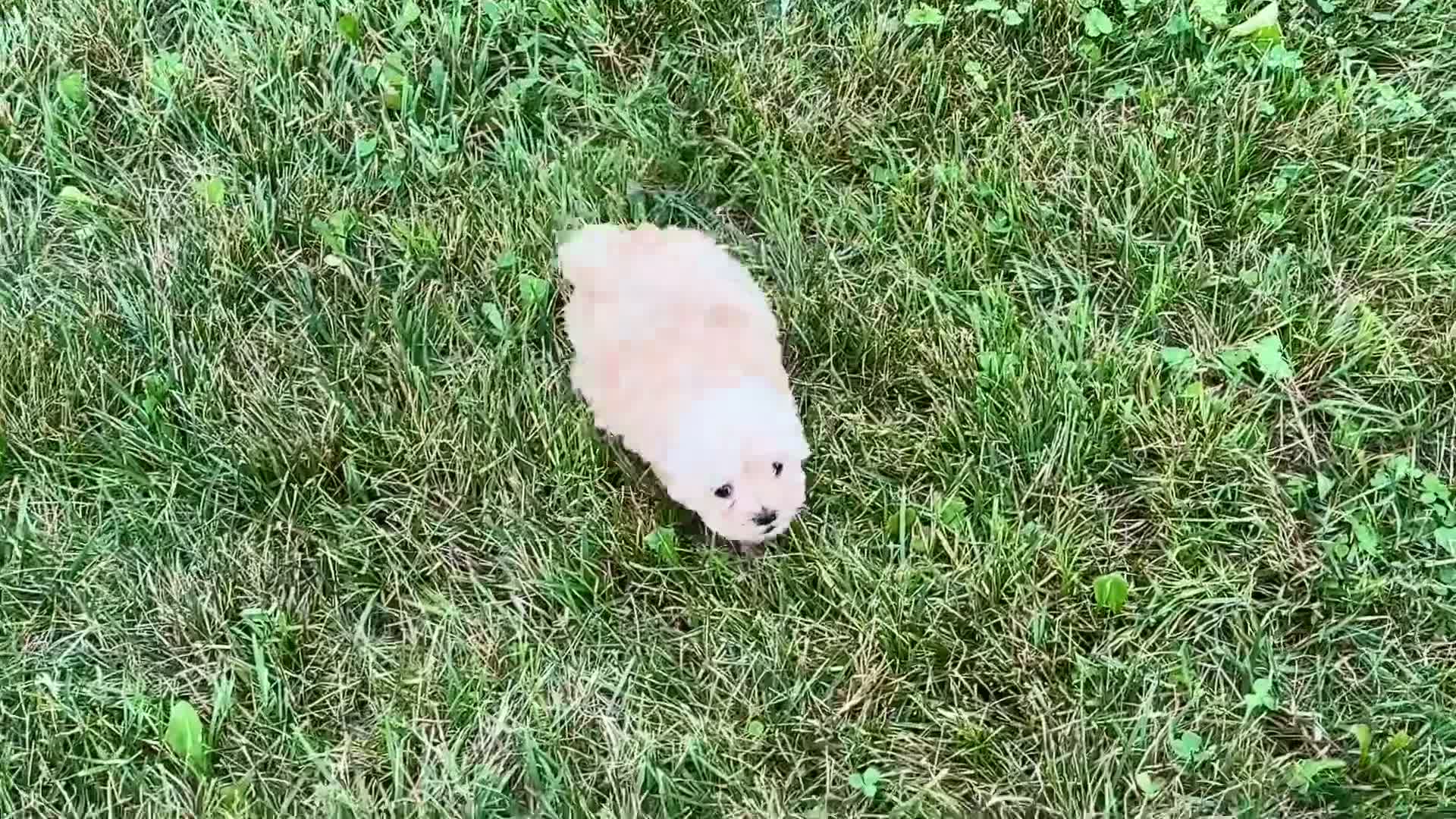 Maltipoo dogs for sale: Kelly - Video 1