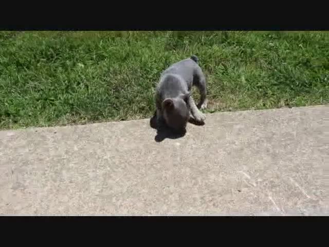 French Bulldog dogs for sale: Trisha  - Video 1