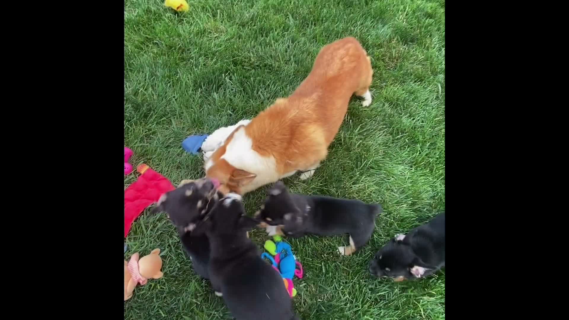 Mixed Breed dogs for sale: Miss Lacy - Video 1